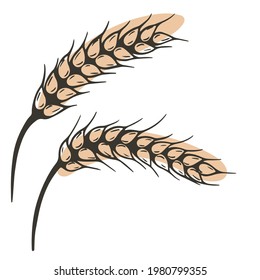 Spikelets vector. Cereal spikelet sketch. Hand drawing ear. Autumn harvest. Bakery symbol.
