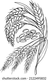 Spikelets of wheat, cereals.Doodles ,vector,black and white illustration,coloring book for adults and children.
