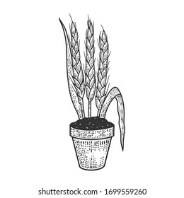 espigas de trigo en botiquín florido que graban ilustración vectorial. Diseño de impresión de prendas de pantalones en T. La imitación de la tabla de raquetas. Imagen dibujada a mano en blanco y negro.