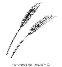 Espiguillas de Ilustración vectorial de trigo o raya en estilo de contorno. Dibujo de grano para invitación a la cosecha o tarjeta de felicitación de otoño pintado con tintas negras. Dibujo de ingrediente de otoño para panadería y pastelería.