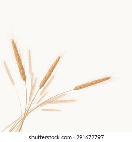 spikelets of wheat vector