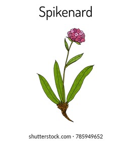 Spikenard (Nardostachys jatamansi), or nard, nardin, muskroot, medicinal plant. Hand drawn botanical vector illustration