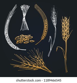 Spikes and ears of wheat, barley, rye, hand drawn collection. Vector cereals illustrations for brewery icon, farm logotype, eco food sign, organic products symbol.