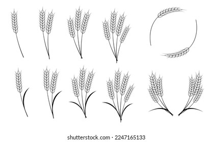 Spikes of wheat, barley, oats or rice isolated on white background. Vector illustration