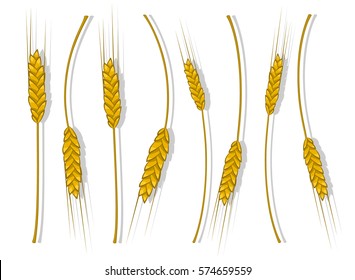 Spikes of wheat, barley or rye are woven into one bundle. Vector illustration icon, a symbol of the farm, crops gathered new crop. Illustration for your projects.