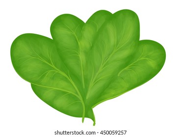 spinach 