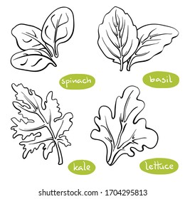 Spinach, Basil, Lettuce, Kale Leaves. Hand Drawn Black Line Sketch Of Herbs And Salad Greens Isolated On White Background/ Vector Illustration