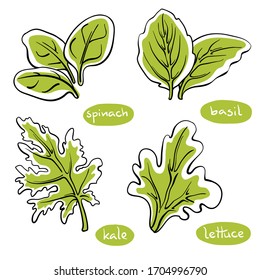 Spinach, basil, lettuce, kale leaves. Colorful line sketch collection of vegetables and herbs isolated on white background. Doodle hand drawn vegetable icons. Vector illustration