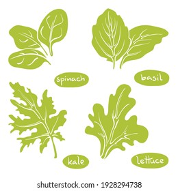 Spinach, basil, lettuce, kale leaves. Colorful line sketch collection of green vegetables and herbs isolated on white background. Doodle hand drawn vegetable icons. Vector illustration