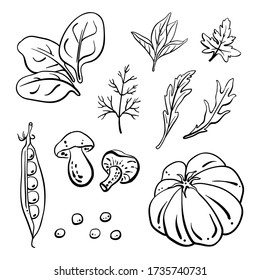 Spinach, beef tomato, mushrooms, herbs. Black line sketch collection of vegetables and herbs isolated on white background. Doodle hand drawn vegetable icons. Vector illustration