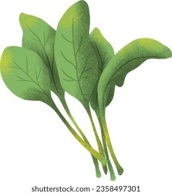 Spinach bunch hand drawn vector isolated 