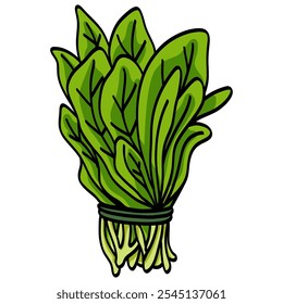 Manojo de espinacas hojas verdes de verduras crudas Ilustración vectorial orgánica