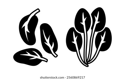 Spinach. bunch and leaves set. Culinary seasonings and spices, hand-drawn. of sketches in small details. A black outline on a white background. Vector illustration. Seasonings, spices, food additives