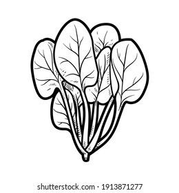 Spinach Bundle Linear Drawing On White Background