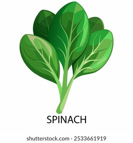 Spinach in cartoon style on a white background. Vector illustration.