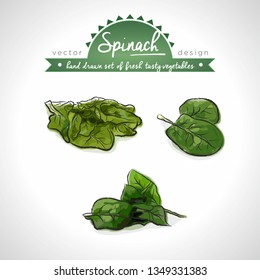Spinach Collection of fresh vegetables with leaf. Vector illustration. Isolated