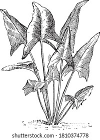 Spinach, From the Dictionary of Word and Things, 1888.