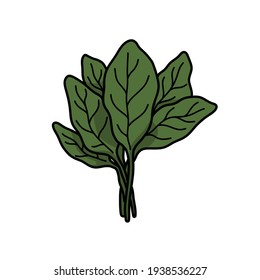 spinach doodle icon, vector illustration