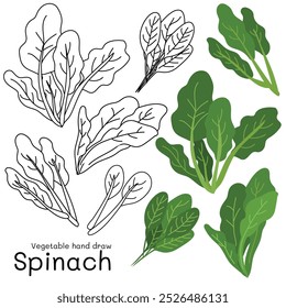 Espinaca doodle vegetal dibujado a mano contorno y colores para niños, paquete, etiquetas elemento de diseño. Ilustración vectorial