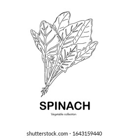 Spinach freehand drawing-vector illustration. Doodle style.