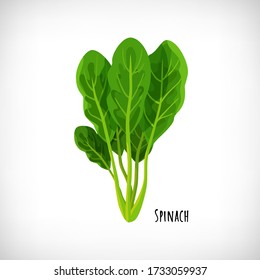 Spinach Fresh Juicy Raw Leaves Isolated On White Background. Healthy Diet, Vegetarian Food. Green Salad Plant In Flat Style. Lettering Spinach. Element For Cooking Food Design. Vector Illustration.