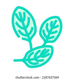 spinach green color icon vector. spinach green sign. isolated symbol illustration