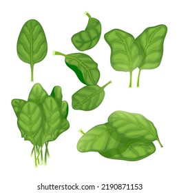 spinach green leaf set cartoon. fresh salad, food leaves, organic vegetables, lettuce plant spinach green leaf vector illustration