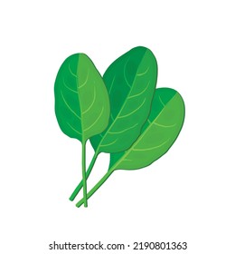 Spinach green leaf. Vector illustration icon isolated on white background.
