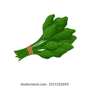 Spinach green leaves. Bunch of fresh organic spinach leaves, for salad and cooking. Vector illustration isolated on a white background