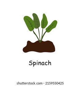 Spinach In The Ground, Vector Drawing. Isolated Spinach Plant. Herbal Illustration.