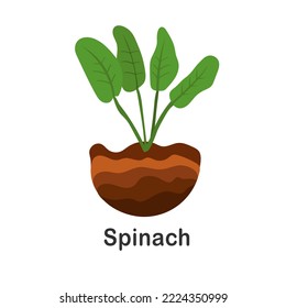Spinach in the ground, vector illustration. Isolated spinach plant. Useful ingredient for salad. Spinach growth. Herbal illustration. Flat style garden plant. Illustration on white isolated background