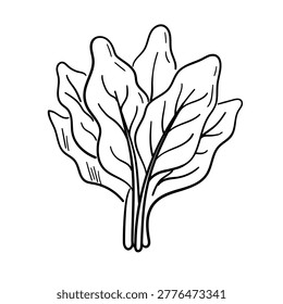 Spinach Hand Drawn Doodle Icon Fresh Green Leaves Illustration
