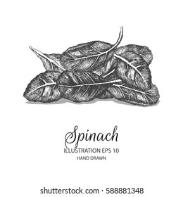 Spinach hand drawn illustration by ink and pen sketch. Isolated vector elements design for herb and spice products and health care goods.
