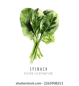 Spinach hand drawn watercolor painting isolated on white background