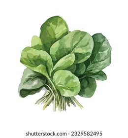 Spinach, hand dwawn watercolor illustration for menu, recipe, market poster design, isolated.Spinach. Hand drawing watercolor on white background. Can be used for decoration of cards, stickers