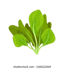 Spinach herb, fresh salad leaves, healthy organic vegetarian food, vector Illustration on a white background