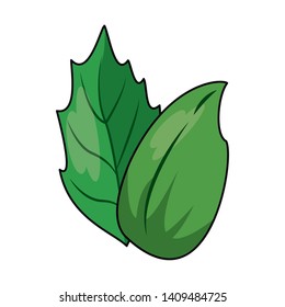 Spinach herbal leaves cartoon vector illustration graphic design