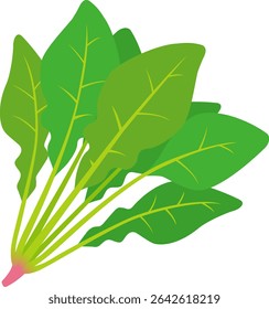 The spinach icon isolated on white background