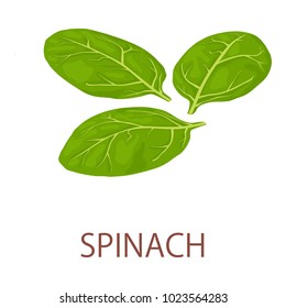 Spinat-Symbol. Isometrische Illustration von Spinat-Vektorsymbol für das Web