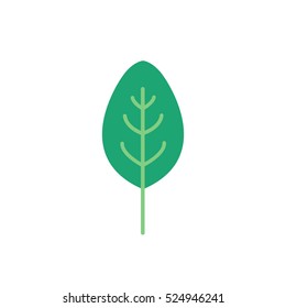 spinach icon. vector illustration