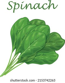 Spinach. Image of green spinach leaves, for salad and cooking. Vector illustration isolated on a white background