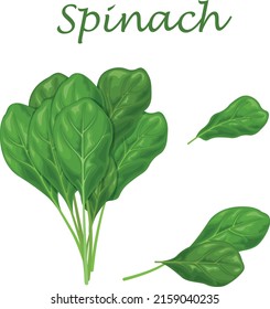 Spinach. Image of green spinach leaves, for salad and cooking. Vector illustration isolated on a white background