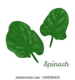 Spinach isolated on white background. Green leaves of fresh spinach in  cartoon simple flat style. Vector illustration of healthy food, ingredient for salad.