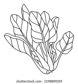 Spinach, isolated vector elements on a white background.
