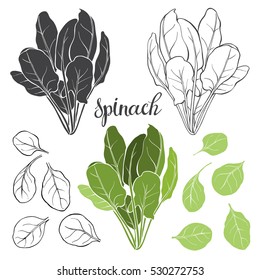  Spinach, Isolated Vector Elements On A White Background.