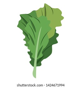 Spinach leaf fresh vegetable healthy food vector illustration graphic design
