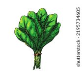 spinach leaf green hand drawn vector. salad fresh, food plant, vegetable leaves, organic bunch, lettuce pile, raw bowl, spinach leaf green sketch. isolated color illustration