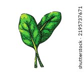spinach leaf green hand drawn vector. salad fresh, food plant, vegetable leaves, organic bunch, lettuce pile, raw bowl, meal spinach leaf sketch. isolated color illustration
