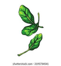 vector dibujado a mano de hoja de espinacas. ensalada fresca, planta alimenticia, hojas de verduras, racimo orgánico, pila de lechuga, tazón, bocadillo verde de hojas de espinacas de la comida. ilustración de color aislado