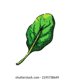 vector dibujado a mano de hoja de espinacas. ensalada fresca, planta alimenticia, hojas de verduras, ramo orgánico, pila de lechuga, tazón crudo, boceto verde de espinacas de la comida. ilustración de color aislado